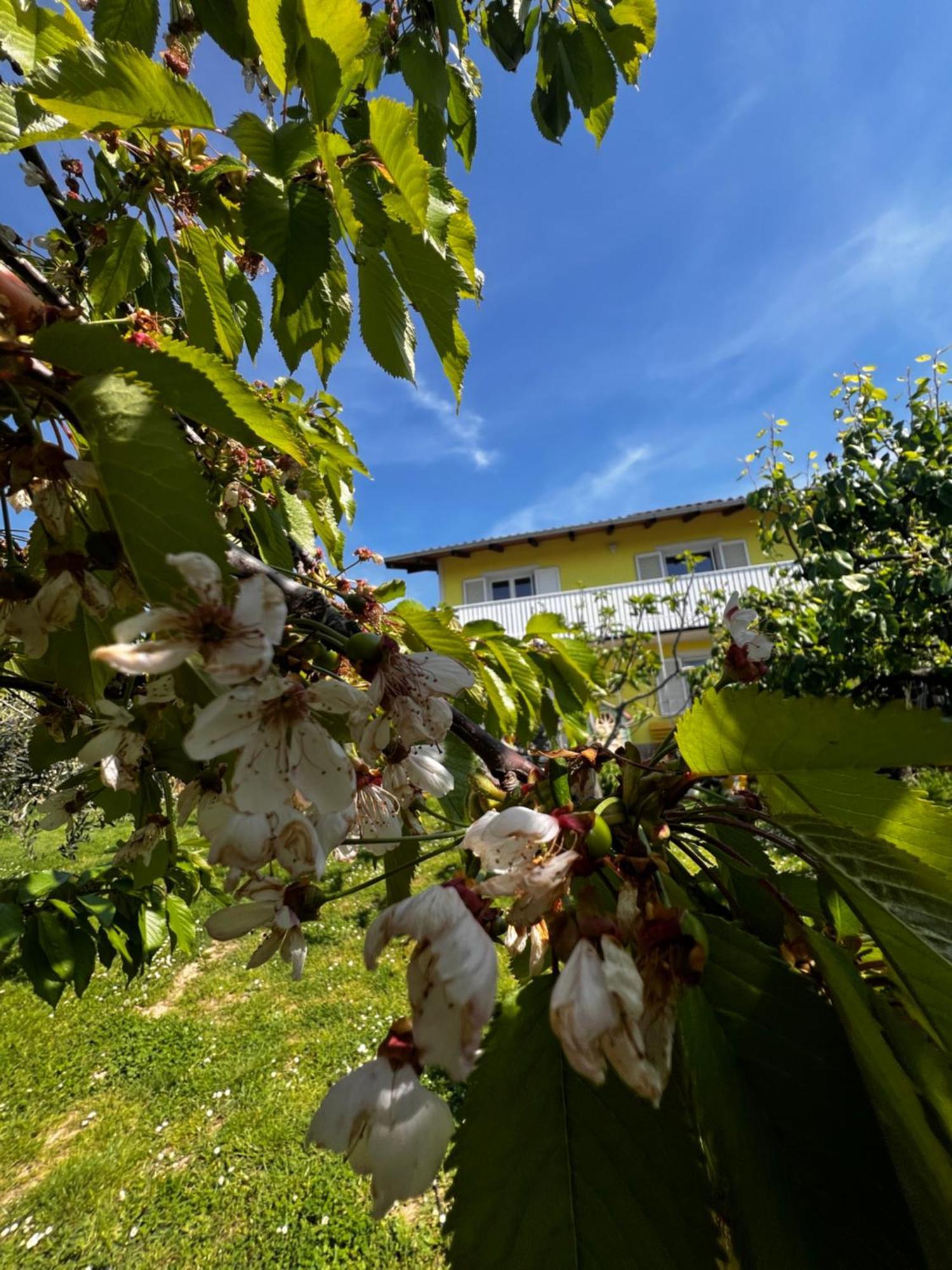 Ferienwohnung Na Kmetiji S Konji - Pogelsek Ankaran Exterior foto